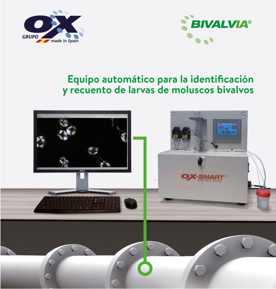 Bivalvia