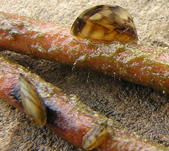 larva-1