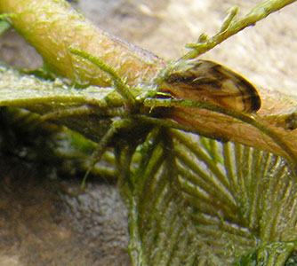 larva-2